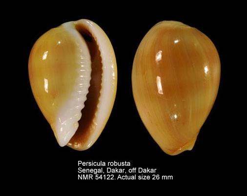 Persicula robusta.jpg - Persicula robusta(G.B.Sowerby,1904)